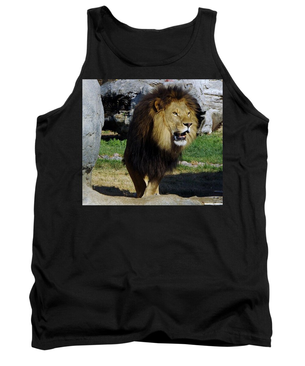 Lions Tigers And Bears Tank Top featuring the photograph Lion 2 by Phyllis Spoor