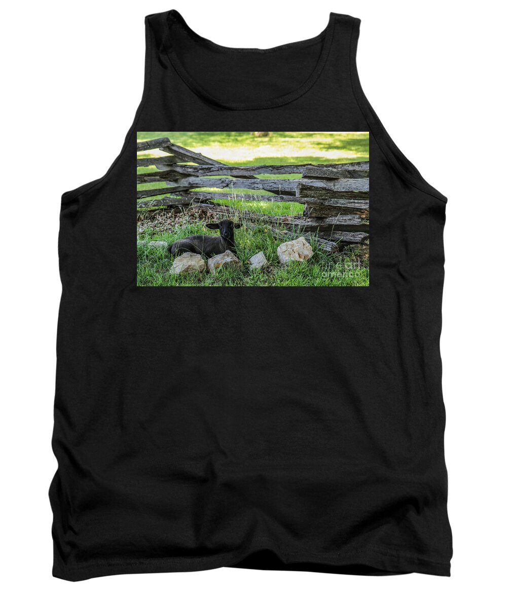 Lamb Tank Top featuring the photograph Little Lamb by Lynn Sprowl
