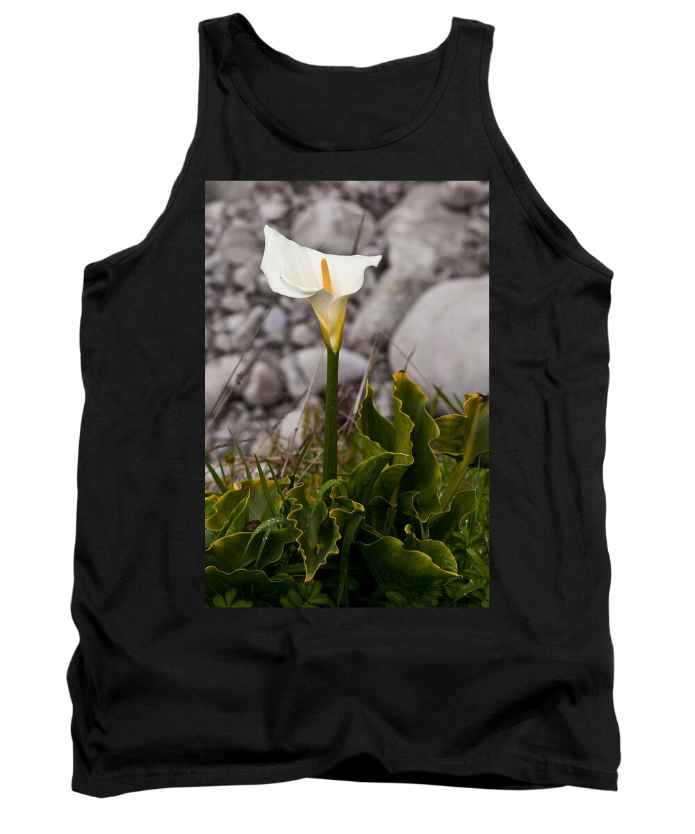 White Flower Tank Top featuring the photograph Lone Calla Lily by Melinda Ledsome