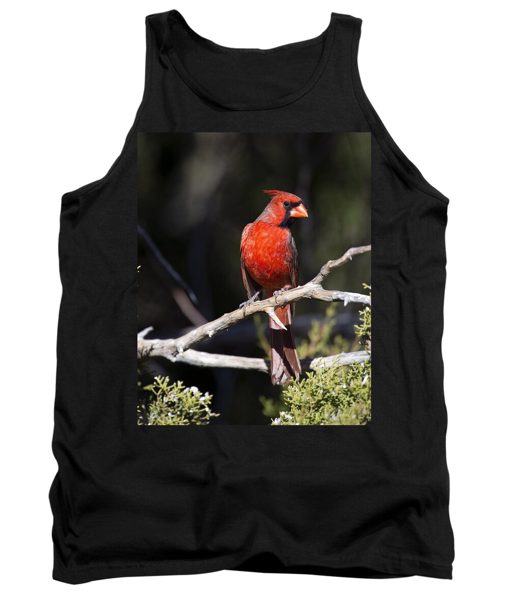 Cardinal Tank Top featuring the photograph Male Northern Cardinal by Gary Langley