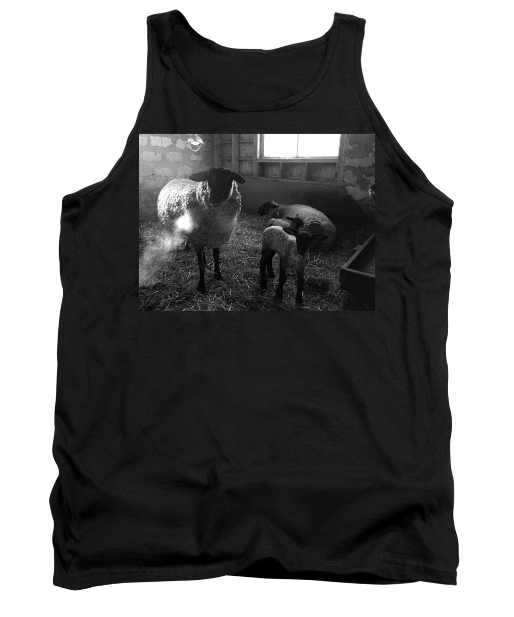 Farm Animals Tank Top featuring the photograph Morning Breath 2 by Carrie Godwin