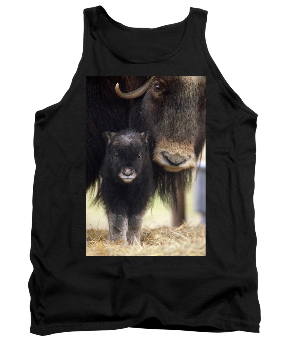 Musk Ox Tank Top featuring the photograph Musk Ox Mom by Doug Lindstrand