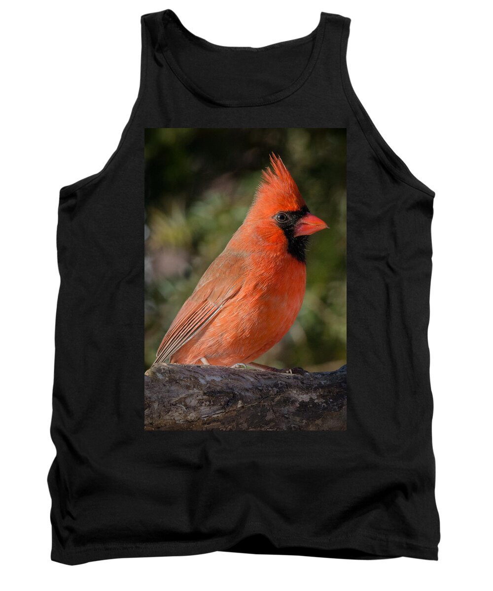 Close Up Of Northern Cardinal Male Tank Top featuring the photograph Northern Cardinal 2 by Kenneth Cole