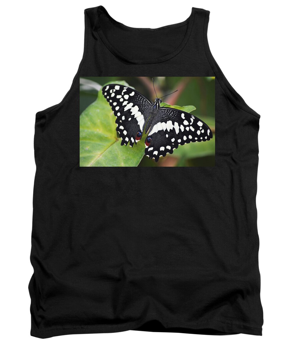 Orchard Swallowtail Tank Top featuring the photograph Orchard Swallowtail by Linda Kerkau