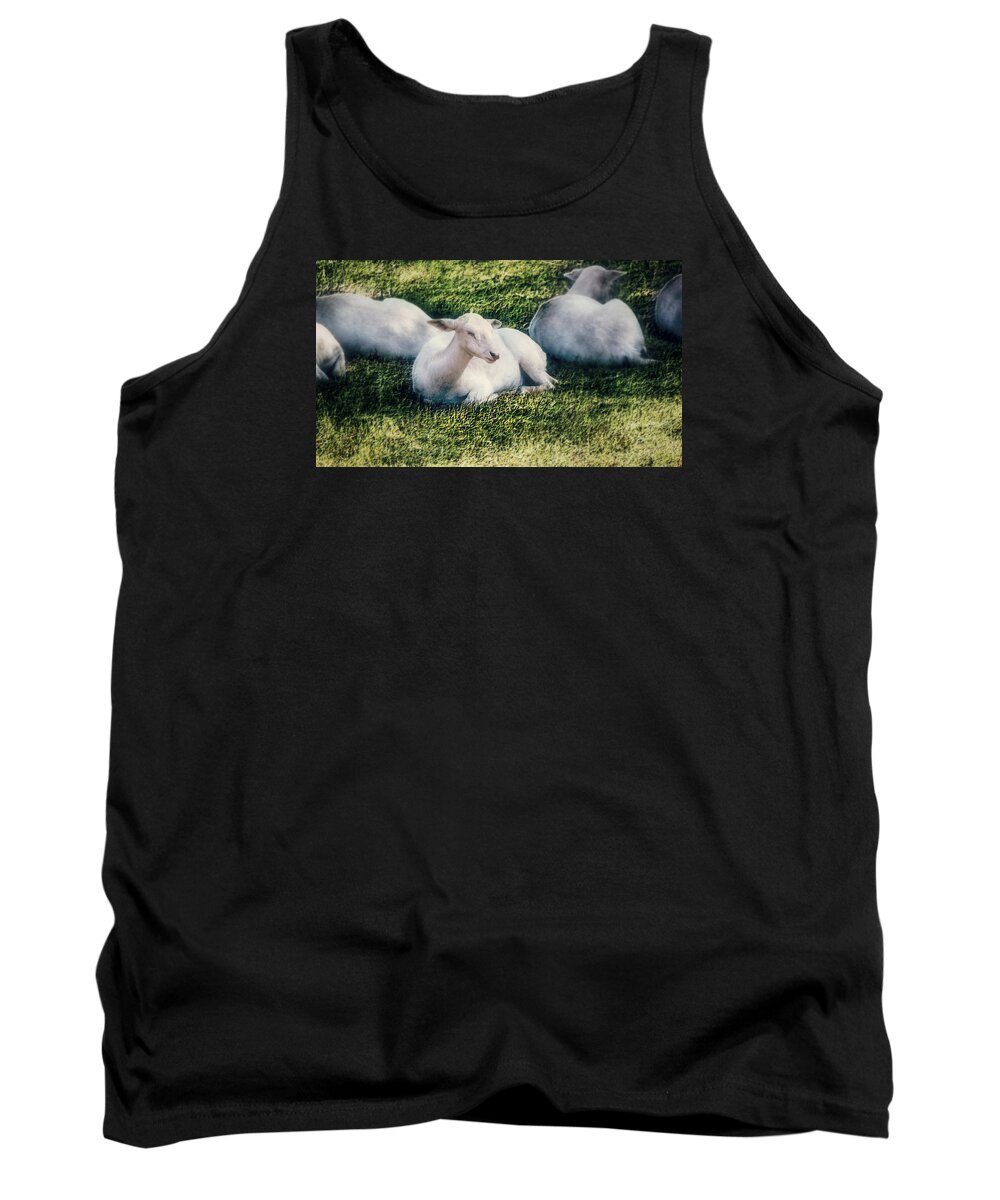 Sheep Tank Top featuring the photograph Out to Pasture by Melanie Lankford Photography