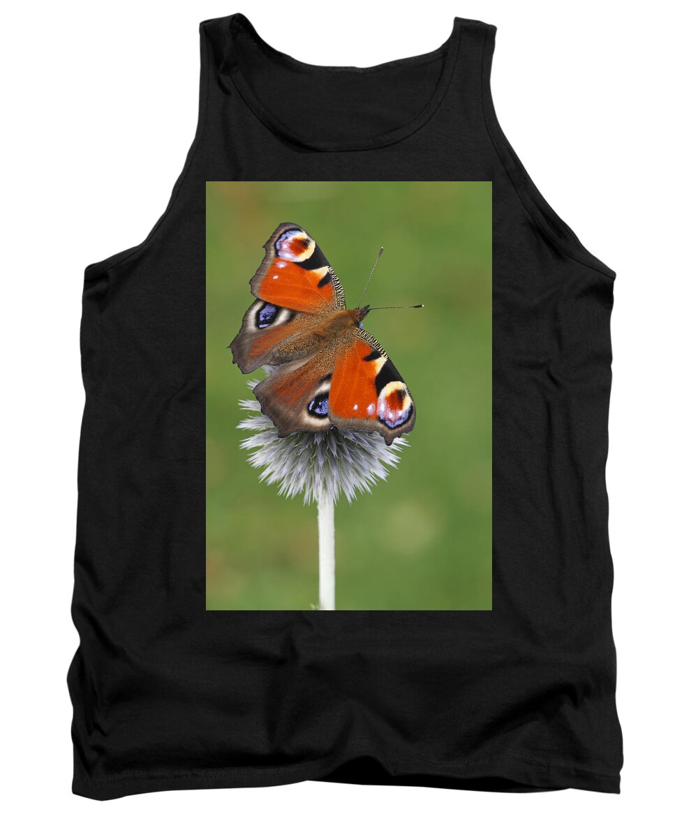 Silvia Reiche Tank Top featuring the photograph Peacock Butterfly Netherlands by Silvia Reiche