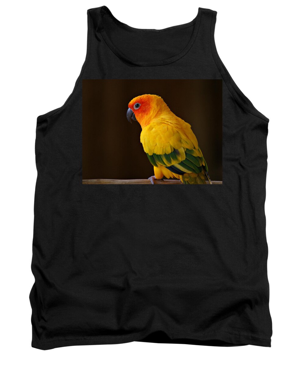 Parrot Tank Top featuring the photograph Sun Conure Parrot by Sandy Keeton