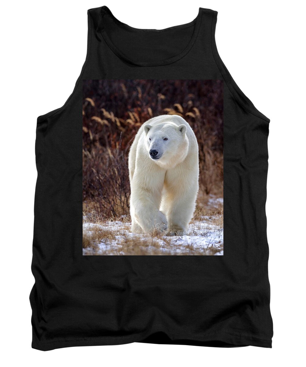 Polar Bear Tank Top featuring the photograph The Great White Bear by Jack Bell