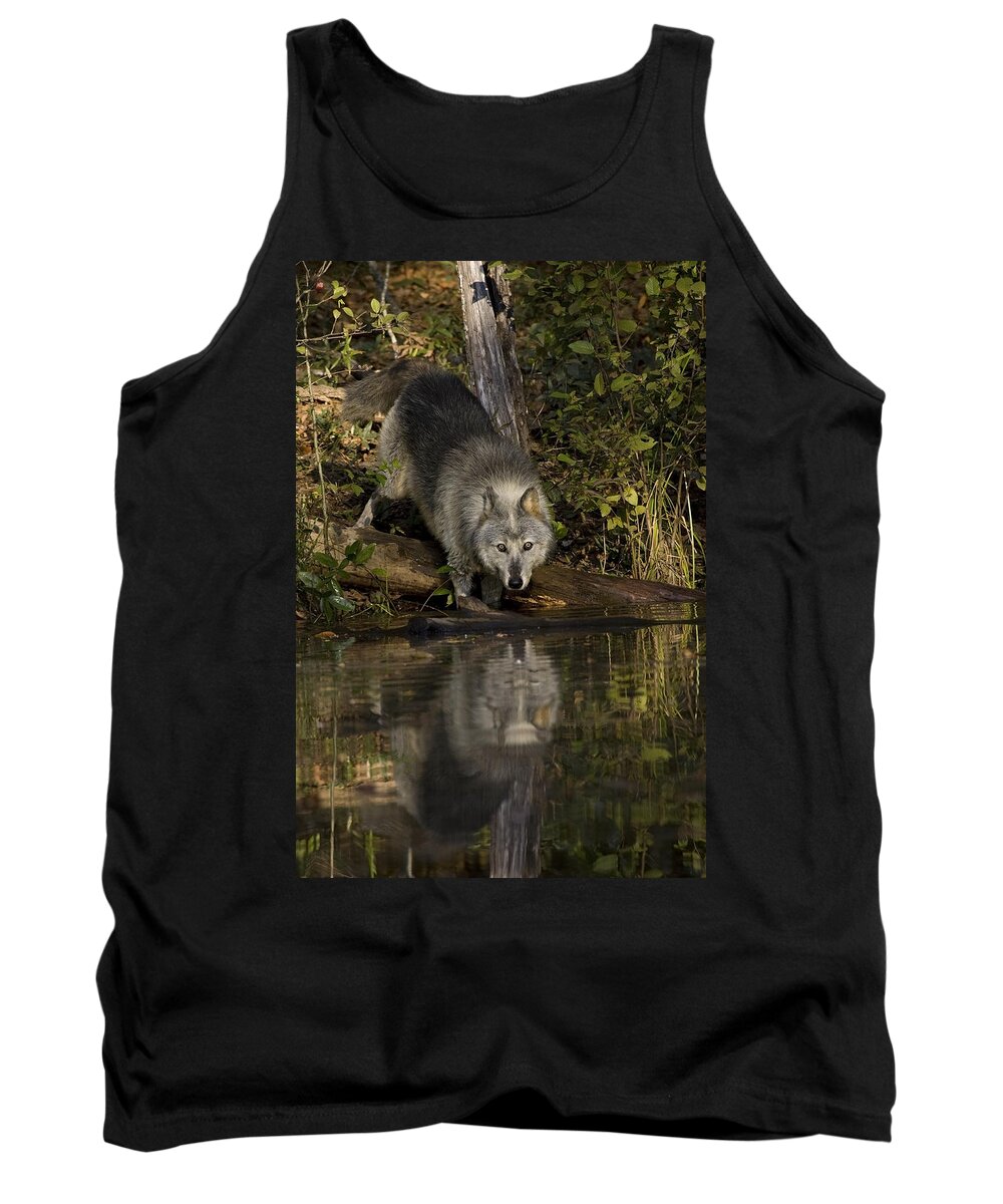 Wolf Tank Top featuring the photograph Water Hole by Jack Milchanowski