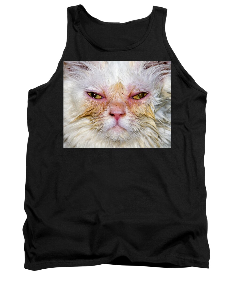 Scary Tank Top featuring the photograph Scary White Cat by Bob Slitzan