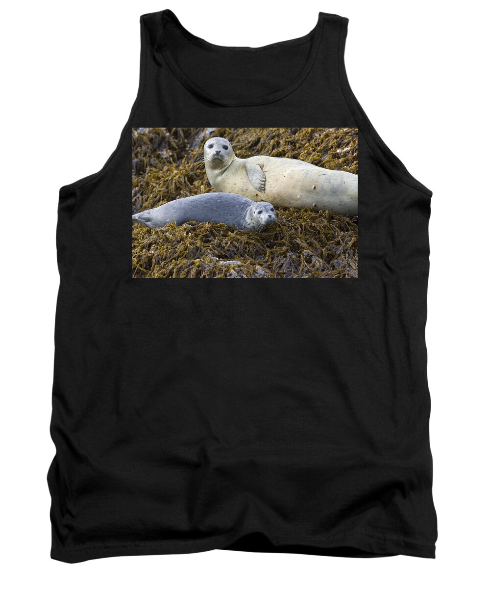 00442874 Tank Top featuring the photograph Harbor Seal Mother And Pup Katmai #1 by Suzi Eszterhas