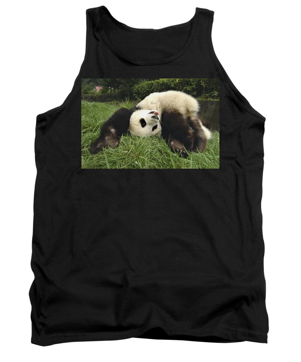 Mp Tank Top featuring the photograph Giant Panda Ailuropoda Melanoleuca #10 by Katherine Feng