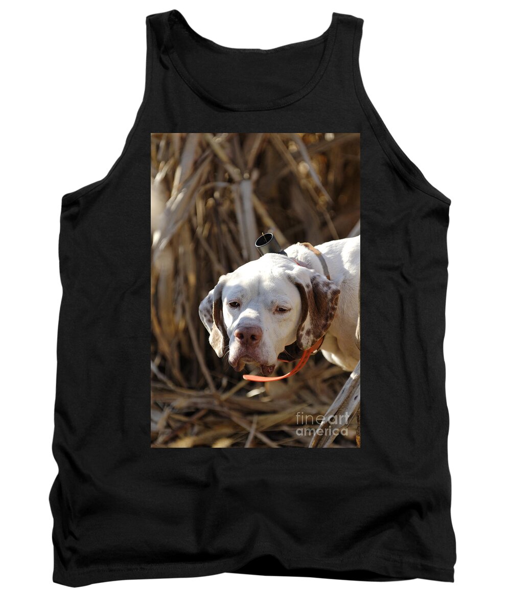 Portrait Tank Top featuring the photograph English Pointer On Point - D004001 by Daniel Dempster