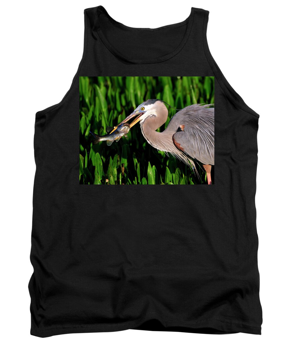 Gret Blue Heron Tank Top featuring the photograph Morning Fishing by Bill Dodsworth