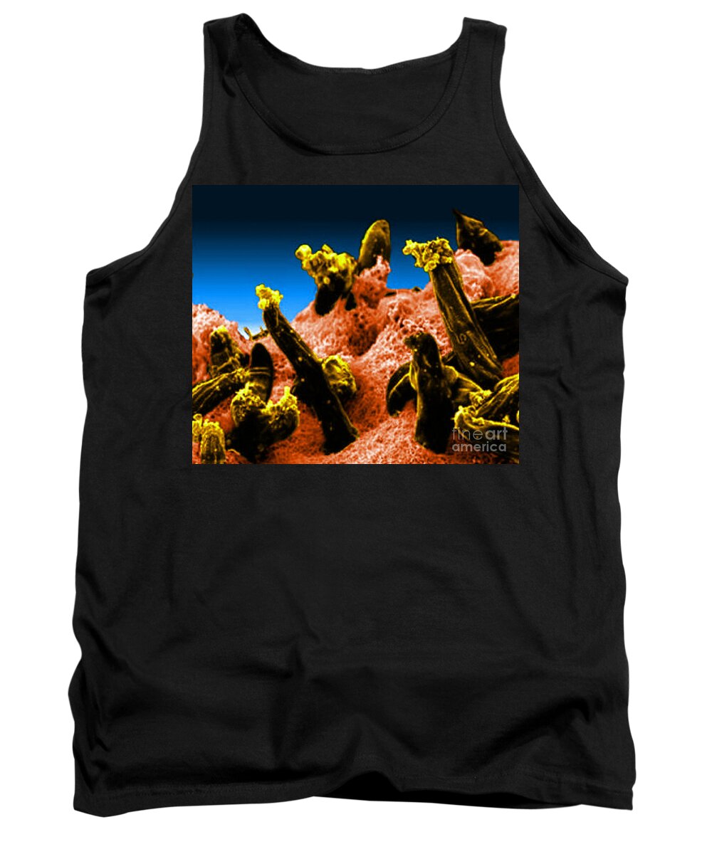 Microbiology Tank Top featuring the photograph Plasmodium Gallinaceum, Sem by Science Source