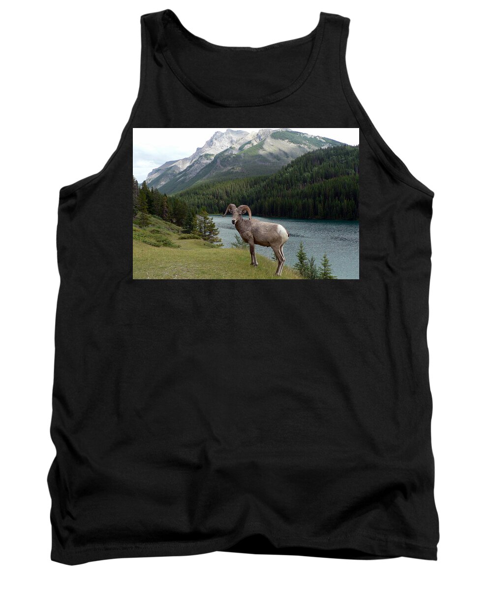 Portrait Tank Top featuring the photograph Portrait of a BigHorn Sheep at Lake Minnewanka by Laurel Best