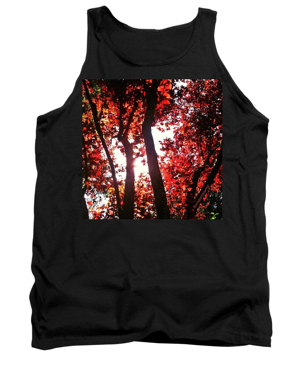 Autumn Tank Top featuring the photograph Reaching For Glory - Afternoon Light by Anna Porter