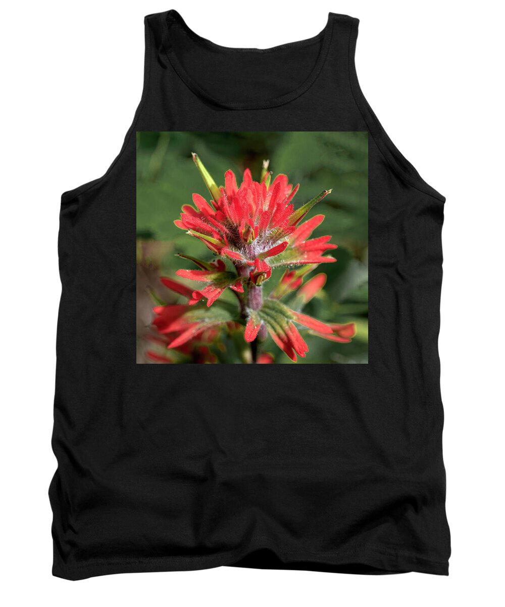 Indian Paintbrush Tank Top featuring the photograph Indian Paintbrush #1 by Jack Bell