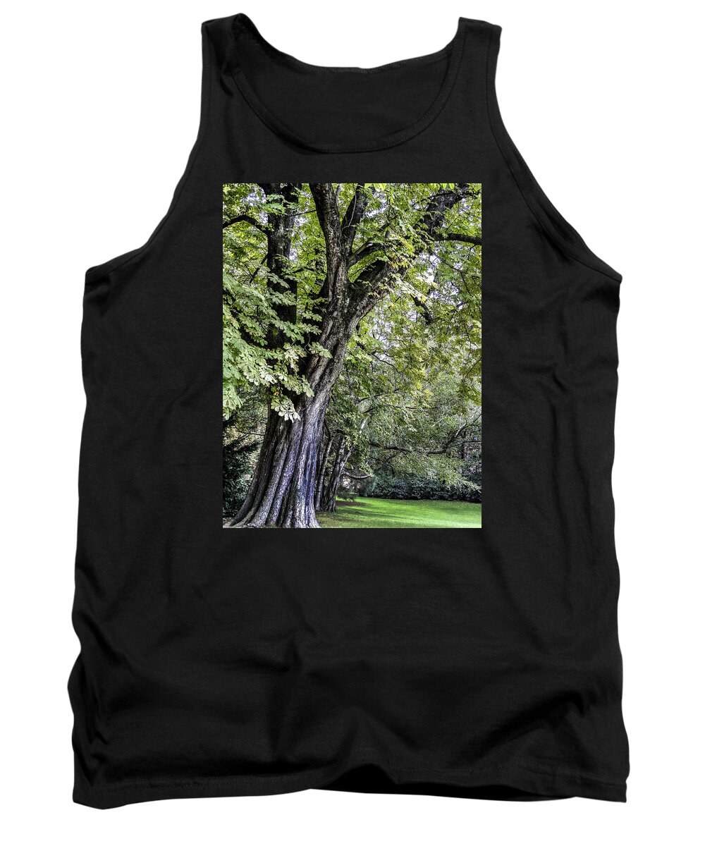 Tree Tank Top featuring the photograph Ancient Tree Luxembourg Gardens Paris by Sally Ross