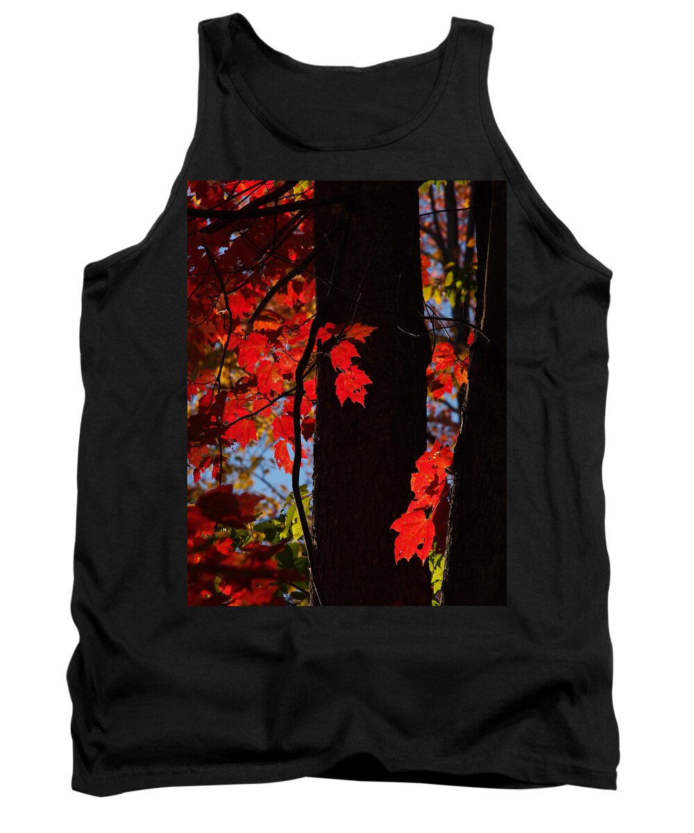 Nature Tank Top featuring the photograph Autumn Glow by Dorothy Lee