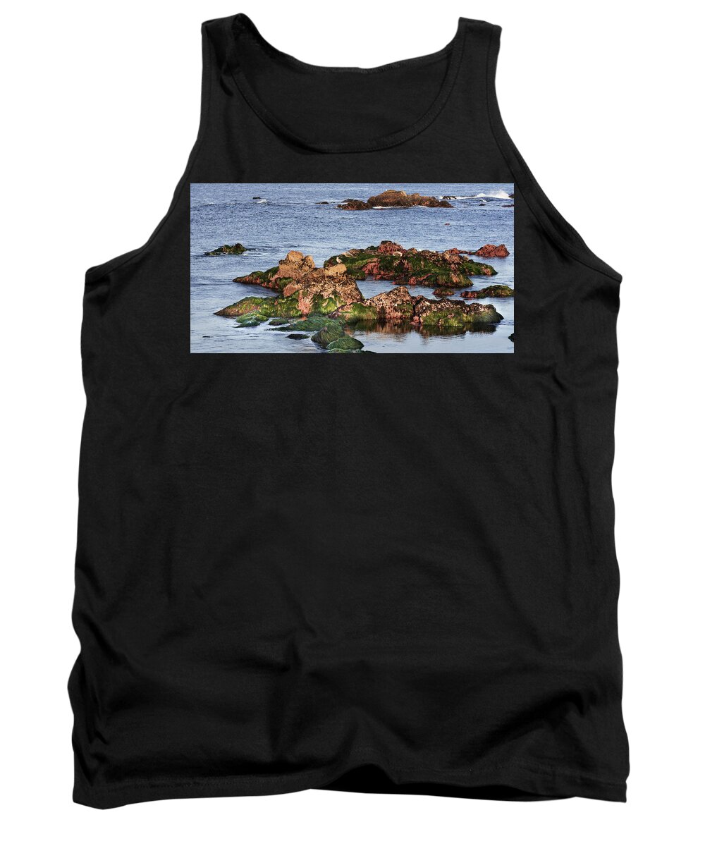 Sea Lion Tank Top featuring the photograph Bathed in Sunset Light by Tran Boelsterli