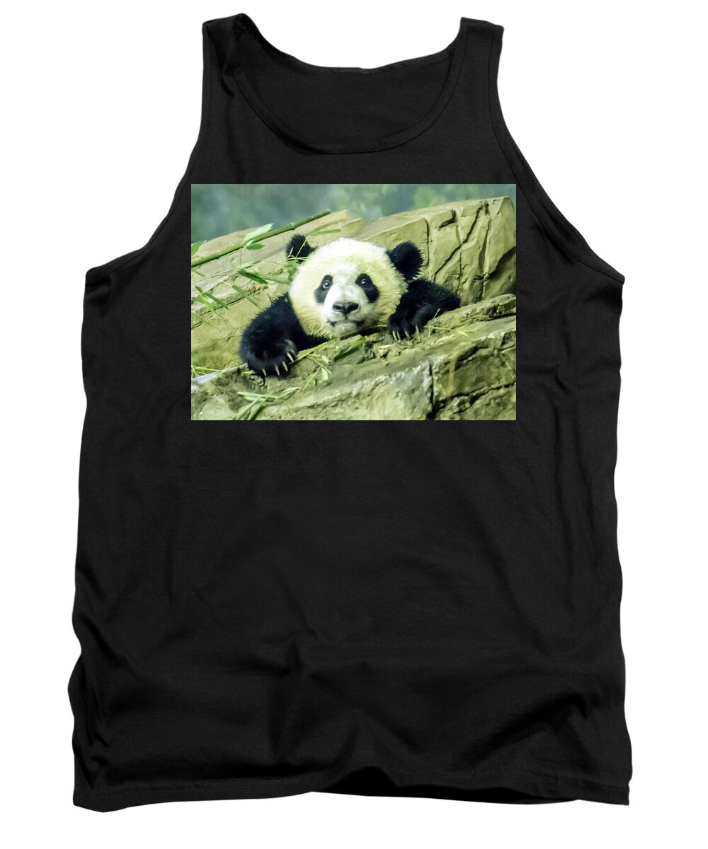 Panda Tank Top featuring the photograph Bei Bei Panda At One Year Old by William Bitman