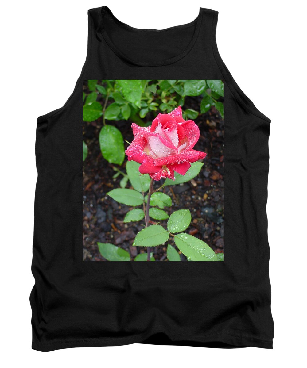Rose Tank Top featuring the photograph Bi-colored Rose in Rain by Shirley Heyn