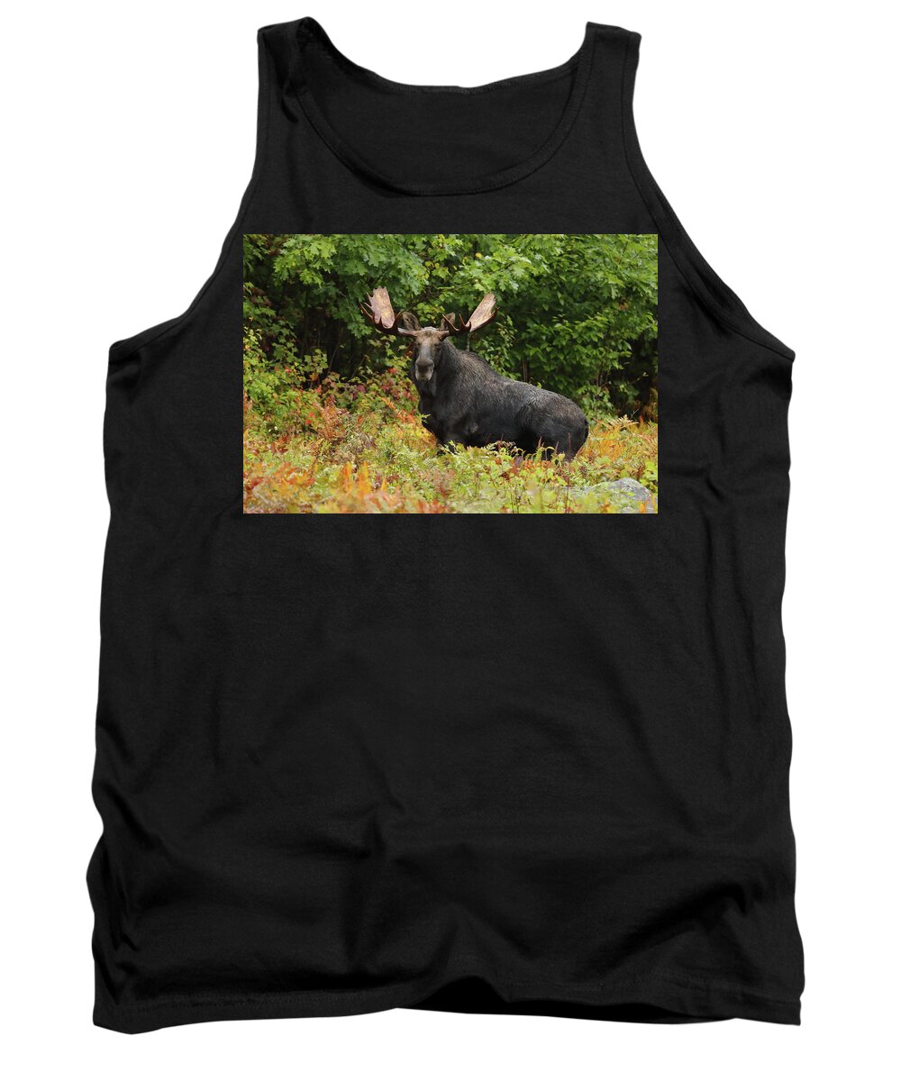 Moose Tank Top featuring the photograph Chest Deep in Color by Duane Cross