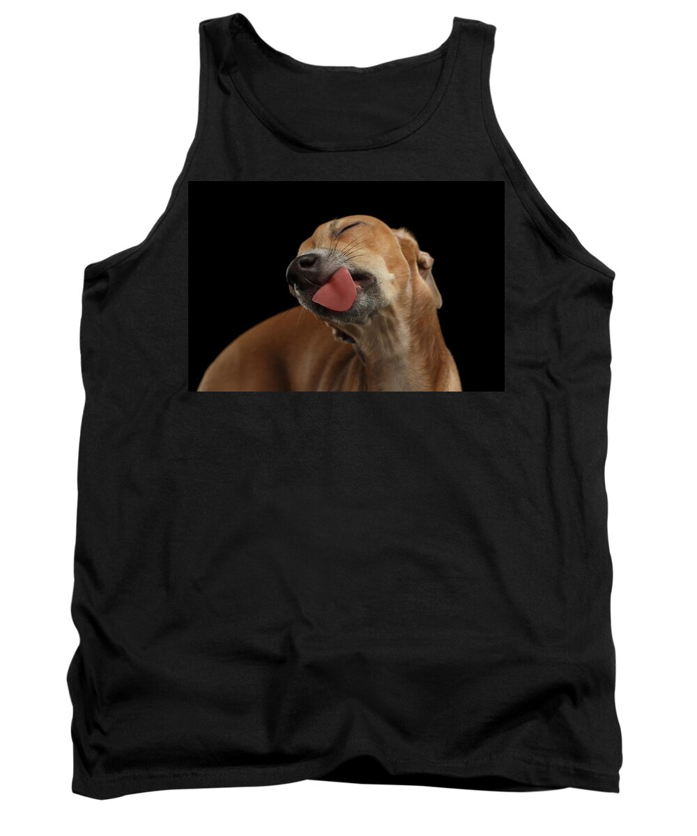 Greyhound Tank Top featuring the photograph Closeup Cute Italian Greyhound Dog Licked with pleasure isolated Black by Sergey Taran
