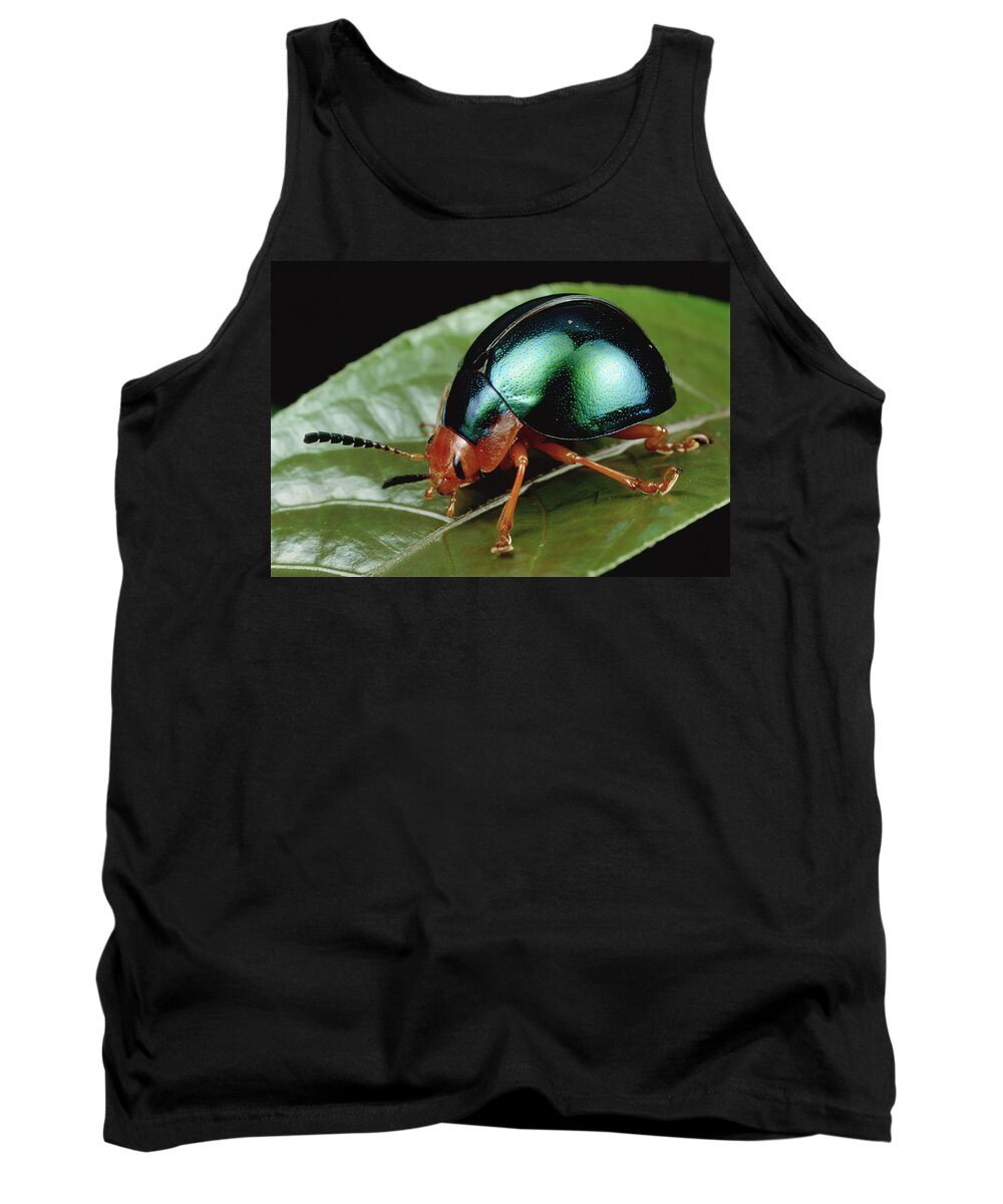 00126082 Tank Top featuring the photograph Leaf Beetle from South Africa by Mark Moffett