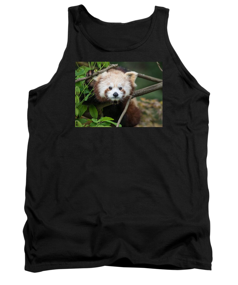 Red Panda Tank Top featuring the photograph One Intense Critter by Greg Nyquist