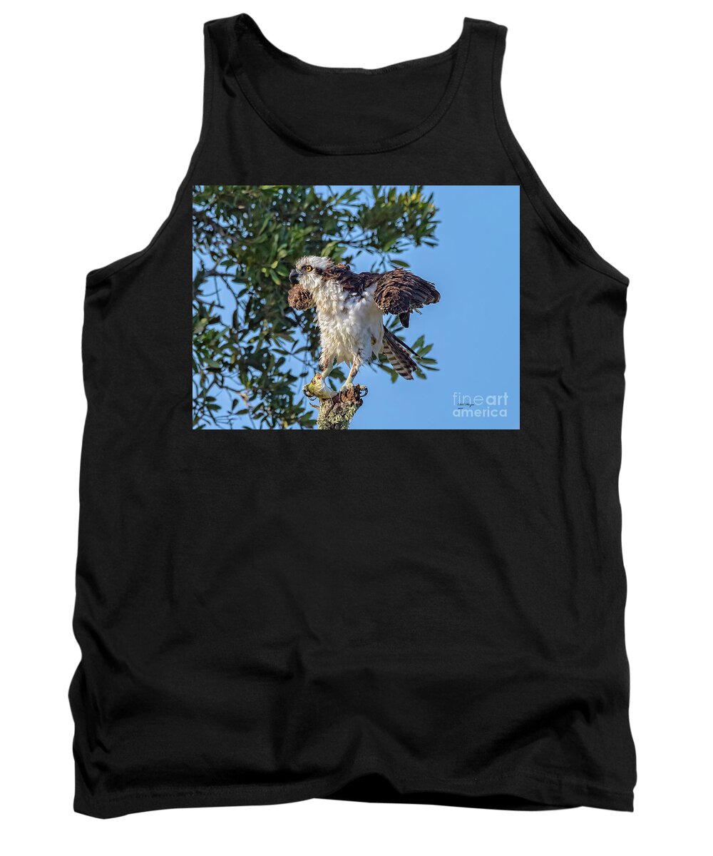 Osprey Tank Top featuring the photograph Osprey With Meal by DB Hayes