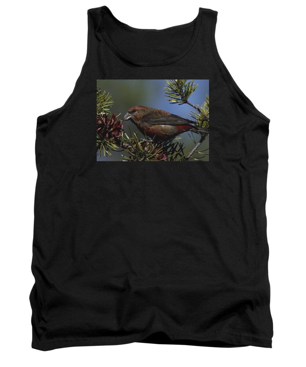 Native Tank Top featuring the photograph Red Crossbill feeds on pine cone seeds by Mark Wallner