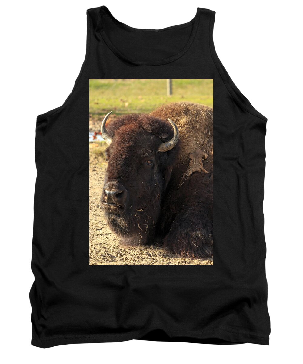 Acres Tank Top featuring the photograph Resting Buffalo by Travis Rogers