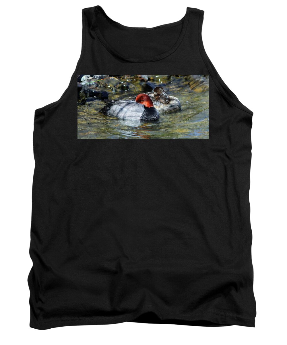 Redhead Duck Tank Top featuring the photograph Resting Redhead Mates by Carol Montoya