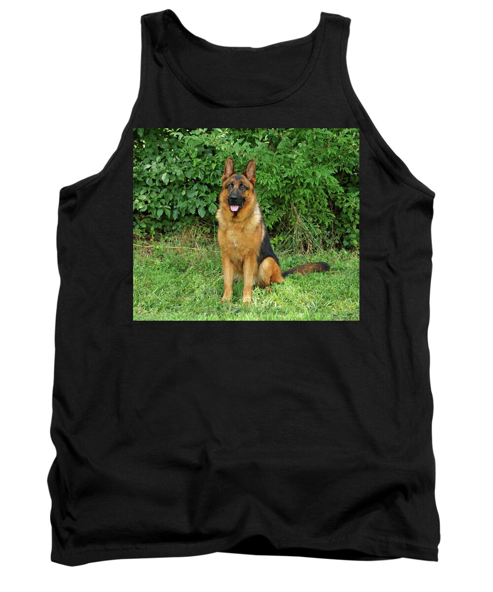 German Shepherd Tank Top featuring the photograph Rocco Sitting by Sandy Keeton