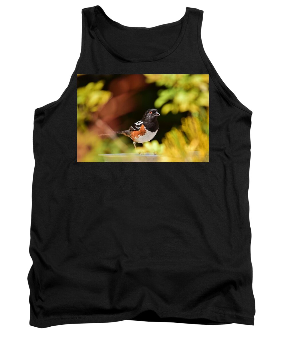 Linda Brody Tank Top featuring the photograph Spotted Towhee 1 by Linda Brody