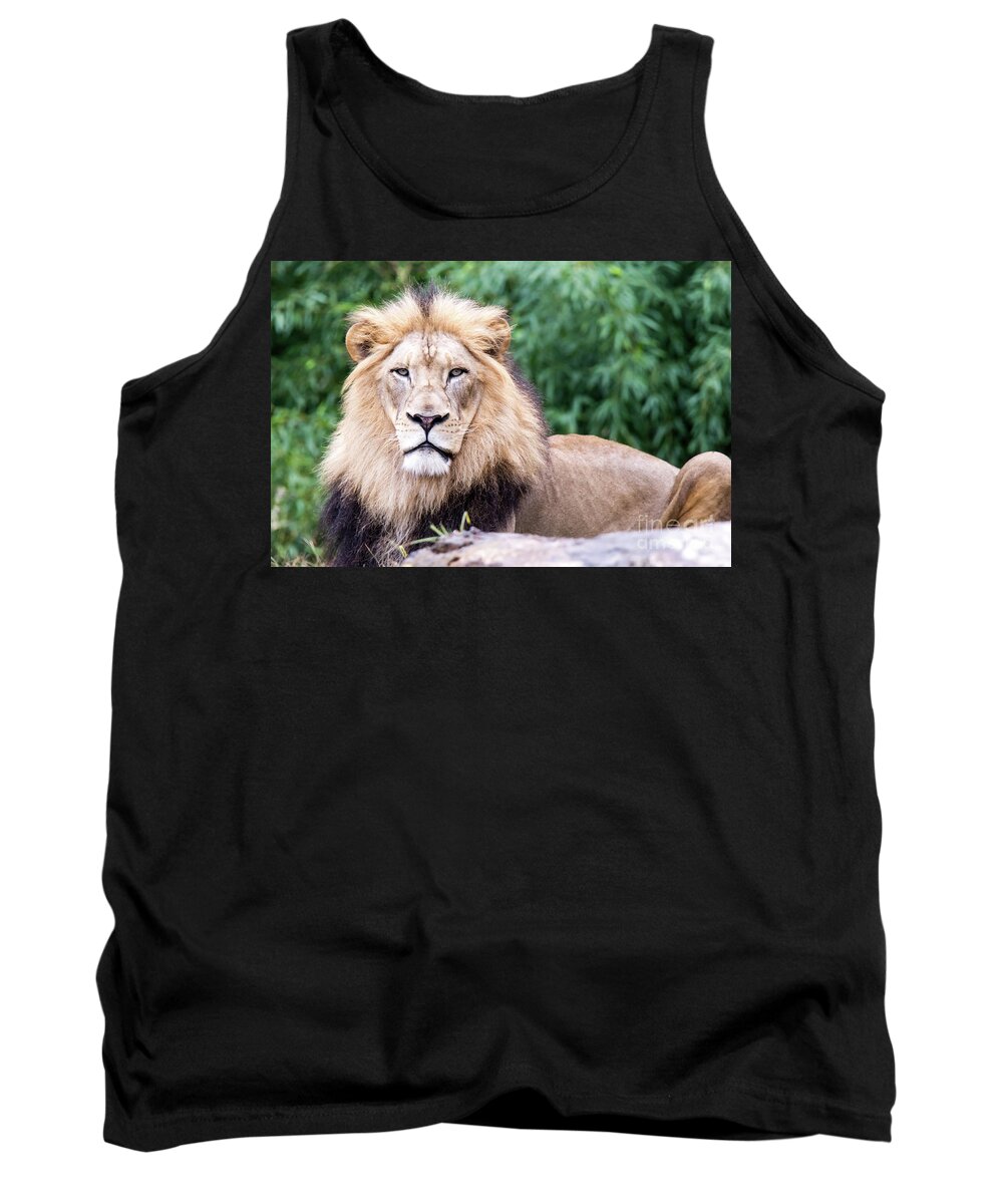 Male Lion Tank Top featuring the photograph The Stare Down by Ed Taylor