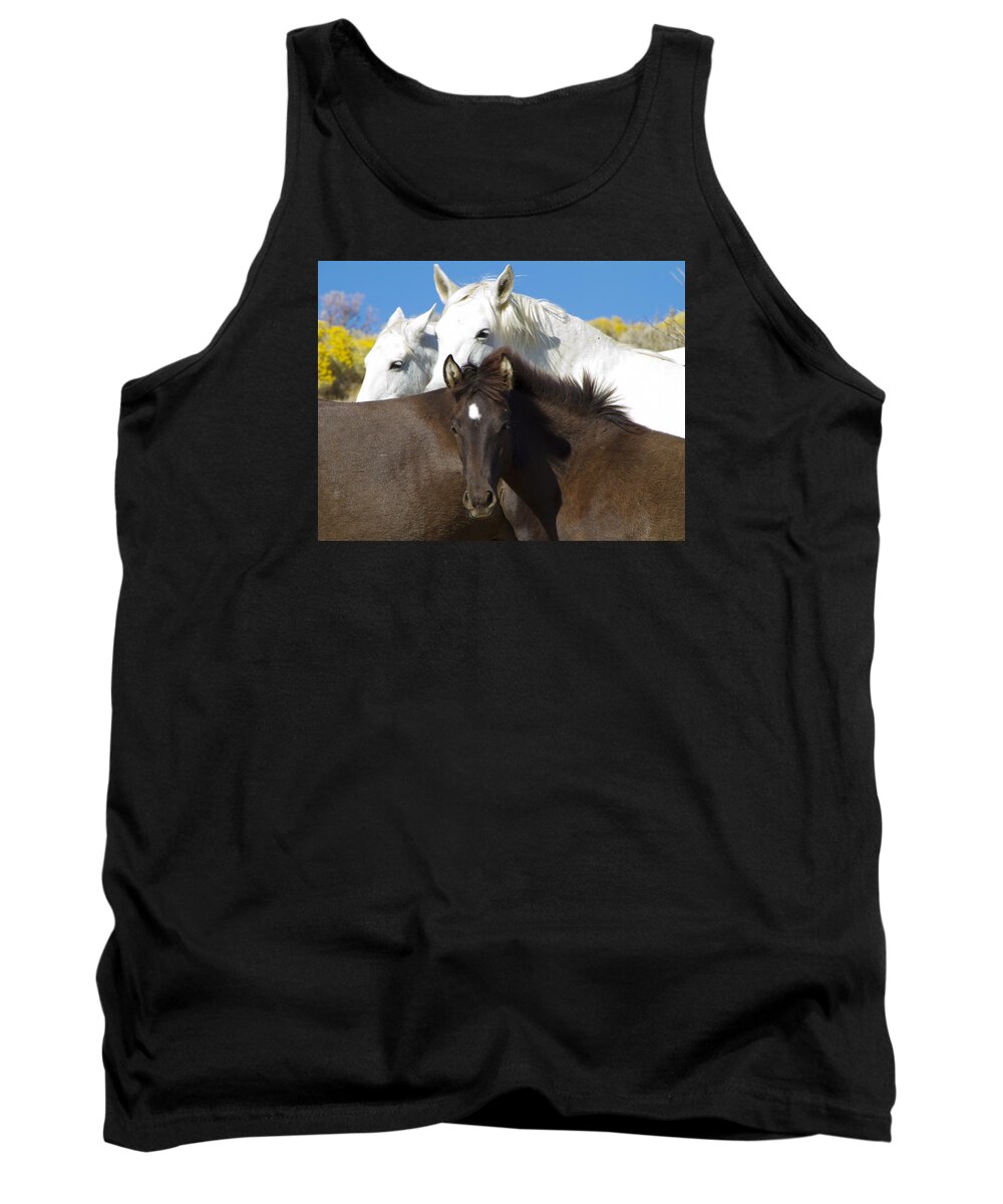 Horses Tank Top featuring the photograph Wild Mustang Herd by Waterdancer 