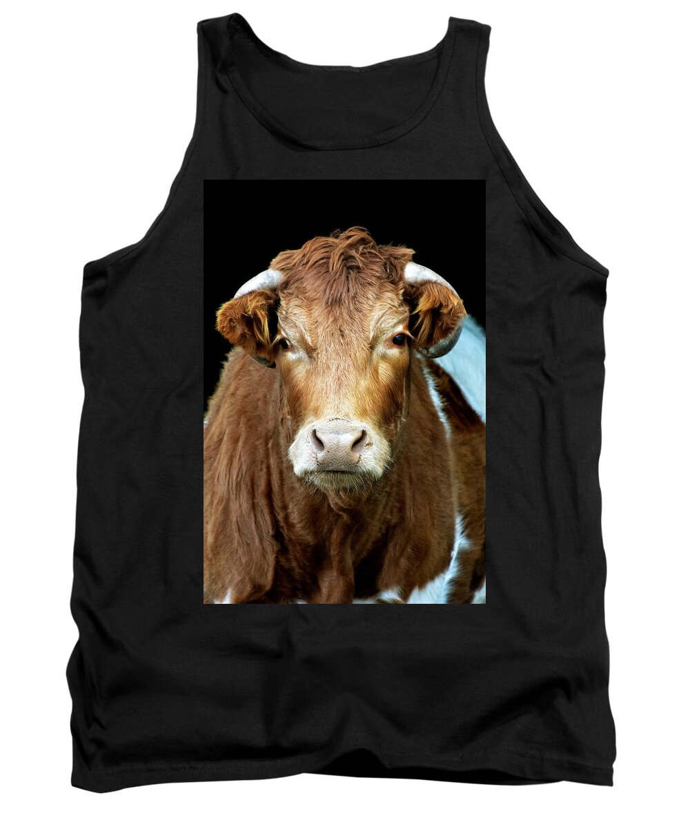 Cow Tank Top featuring the photograph Cow by Sandi Kroll