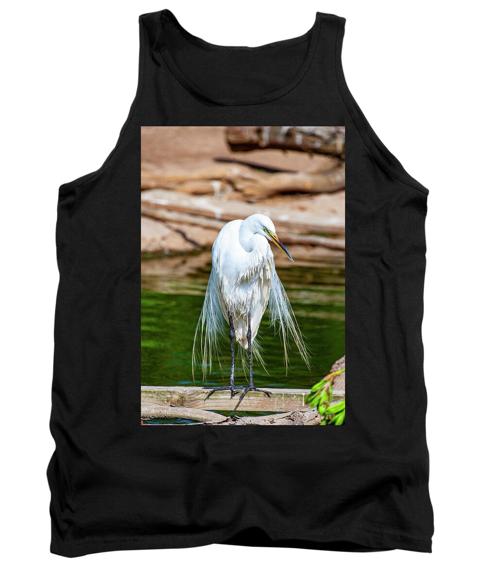  Great Egret Tank Top featuring the photograph Great Egret Drying by Anthony Jones