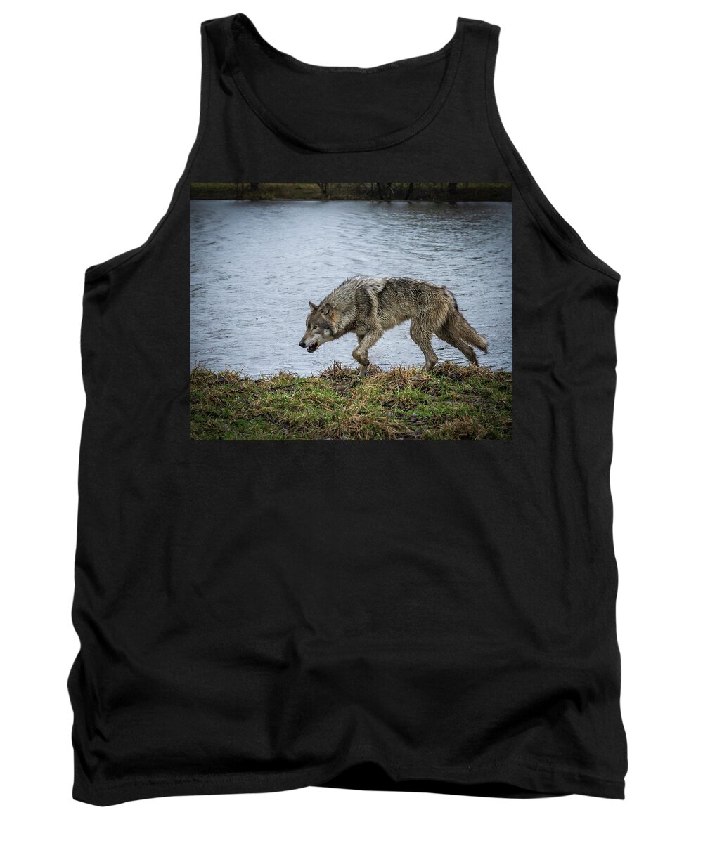 Wolves Wolf Tank Top featuring the photograph Hunting by Laura Hedien