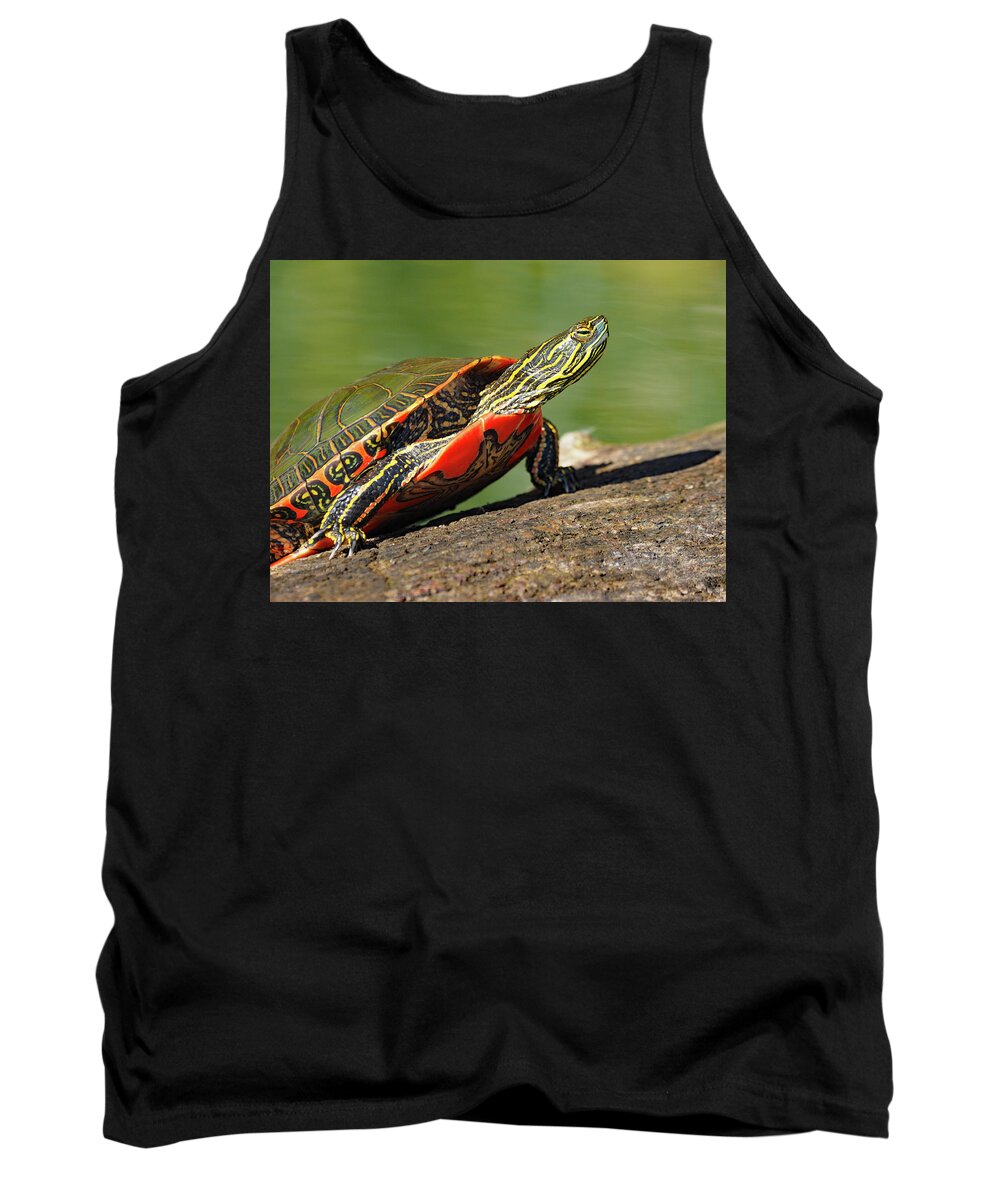 October Sunning Tank Top featuring the photograph October Sunning by James Peterson