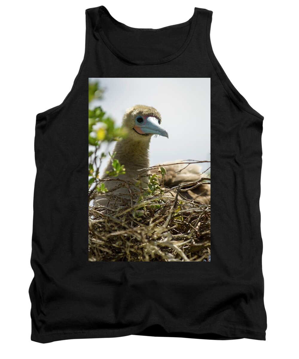 Estock Tank Top featuring the digital art Red-footed Booby, French Polynesia by Jacana Stock