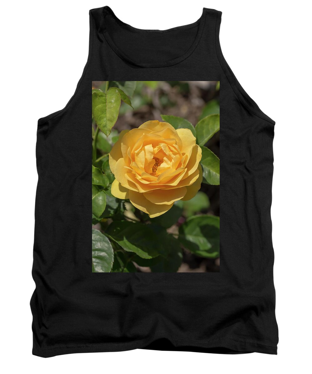 Rose Tank Top featuring the photograph Rosa Golden Fairy Tale by Dawn Cavalieri