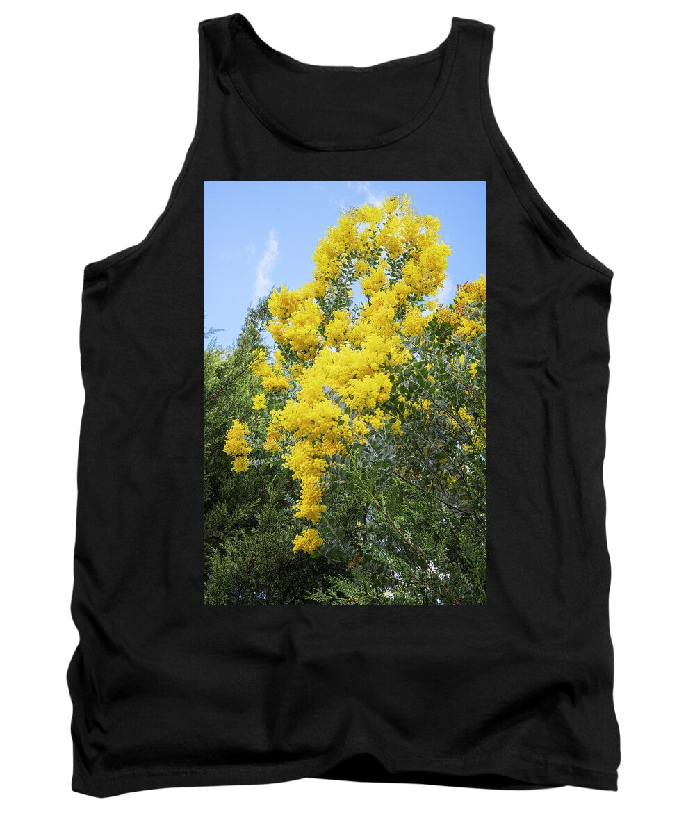 Flowers Tank Top featuring the photograph Amazing Acacias by Jay Heifetz