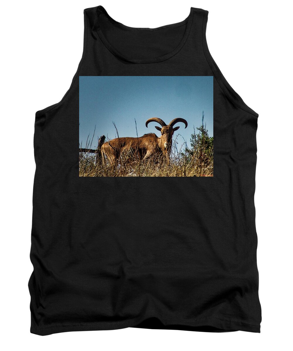 Aoudad Tank Top featuring the photograph Aoudad Sheep by Rene Vasquez