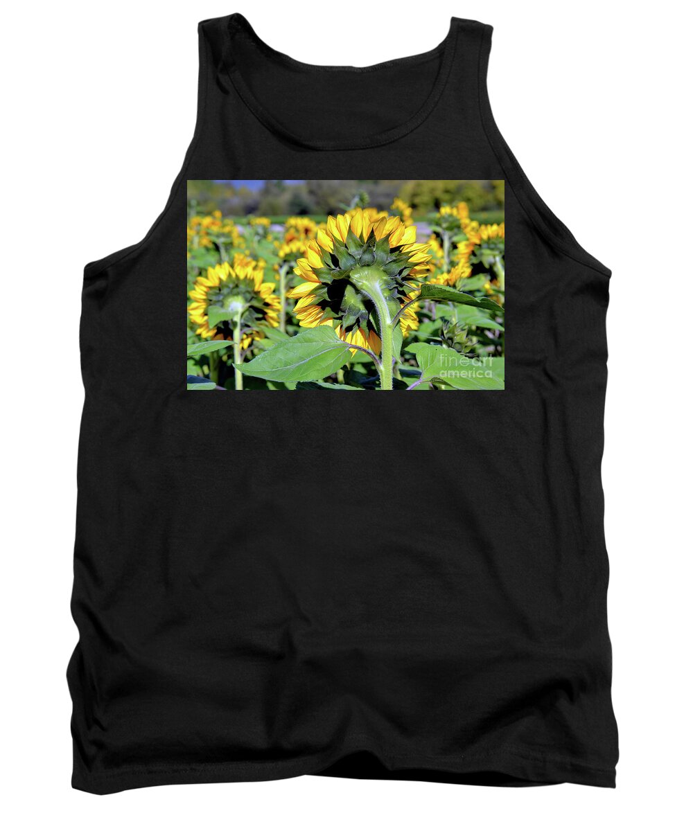 Sunflower Tank Top featuring the photograph Behind Sunflowers by Vivian Krug Cotton