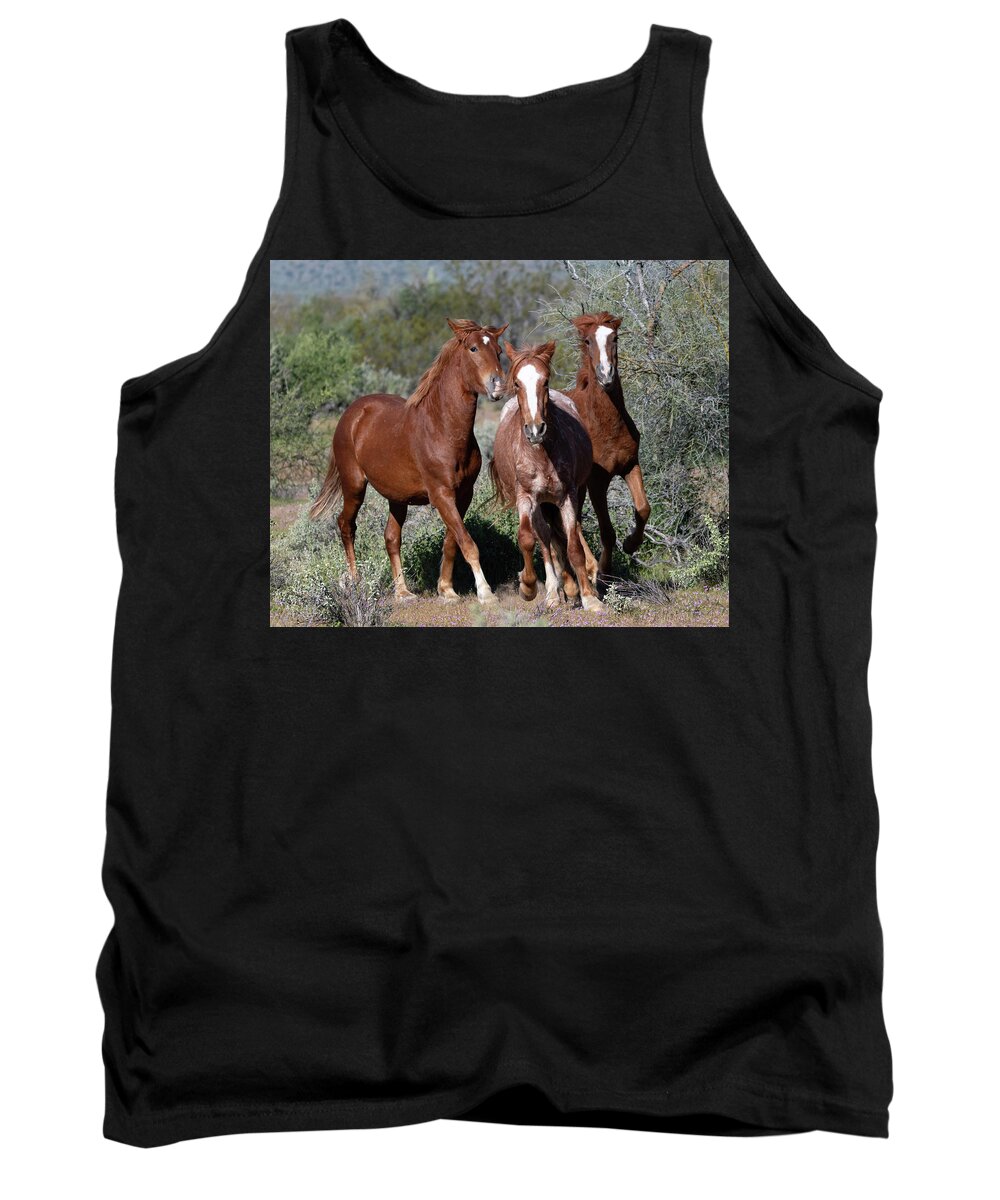 Wild Horses Tank Top featuring the photograph Boy band by Mary Hone