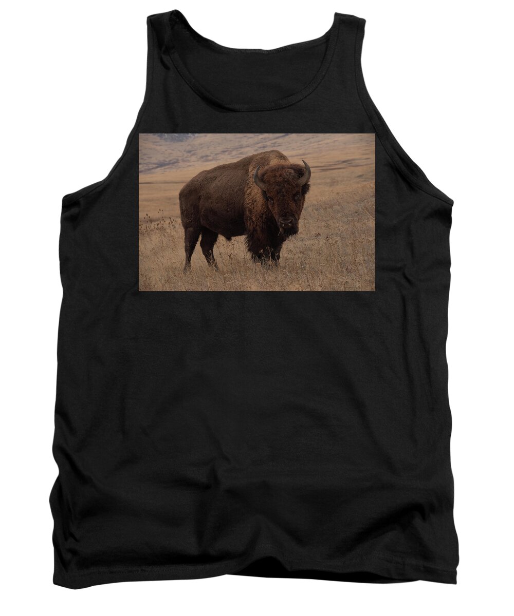Bison Roam Through The Big Sky Country Of Montana Tank Top featuring the photograph Do you have any veggies? by Carolyn Hall